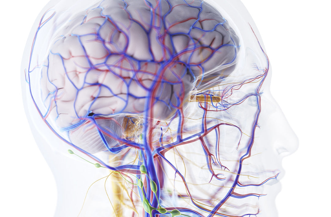 Suun bakteerit ja aivojen terveys - mikä niitä yhdistää?